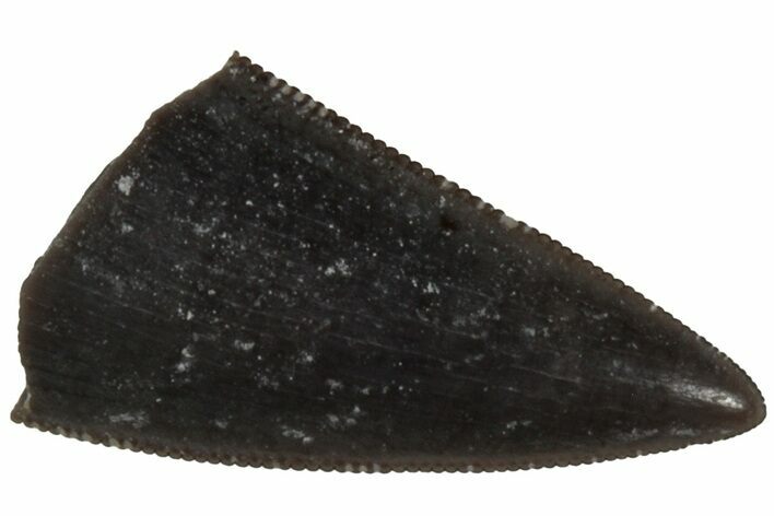 Serrated, Triassic Reptile (Postosuchus?) Tooth - Arizona #231206